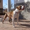 Zeron´s Pit Bull fara